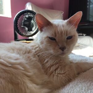 Cat in front of fan