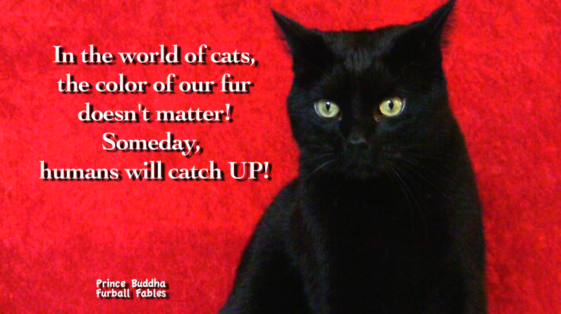 Black Cat Appreciation Day – August 17, 2020 – Furball Fables