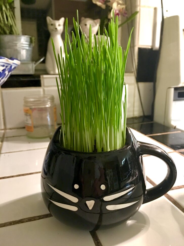 Growing Cat Grass for the very first time! – Furball Fables