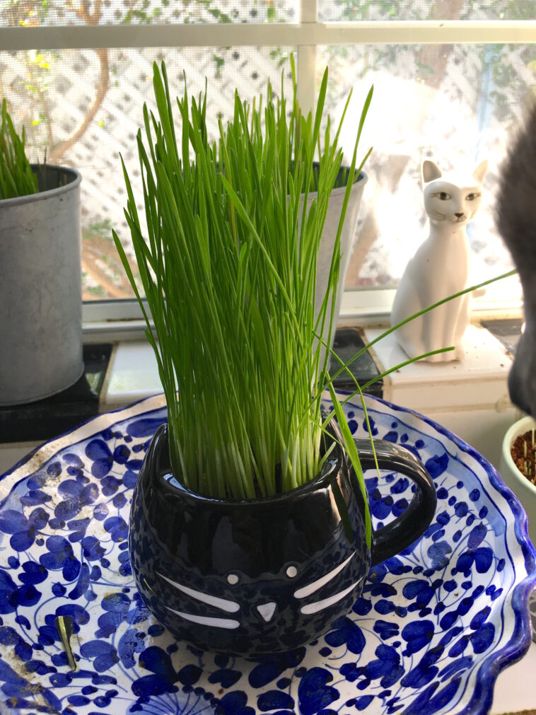 Growing Cat Grass for the very first time! – Furball Fables