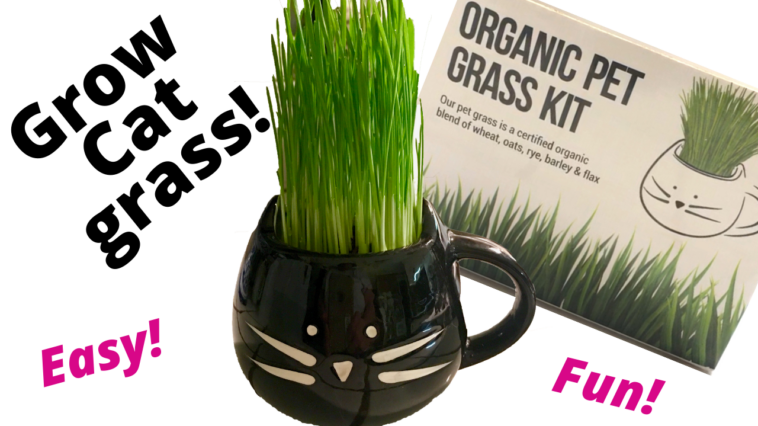 cat grass kit by the Cat Ladies