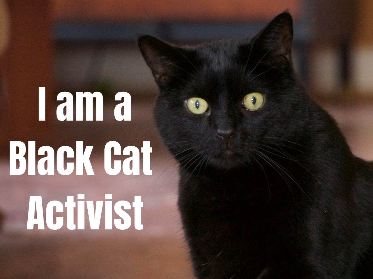I am a Black Cat Activist Furball Fables