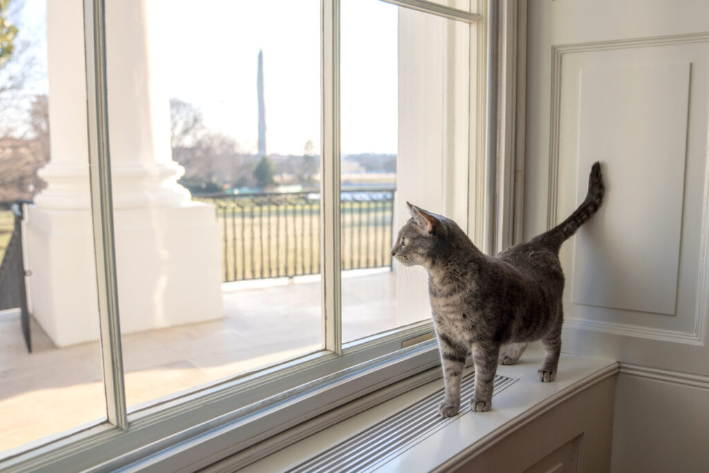 Willow at the White House - photo by ERIN SCOTT