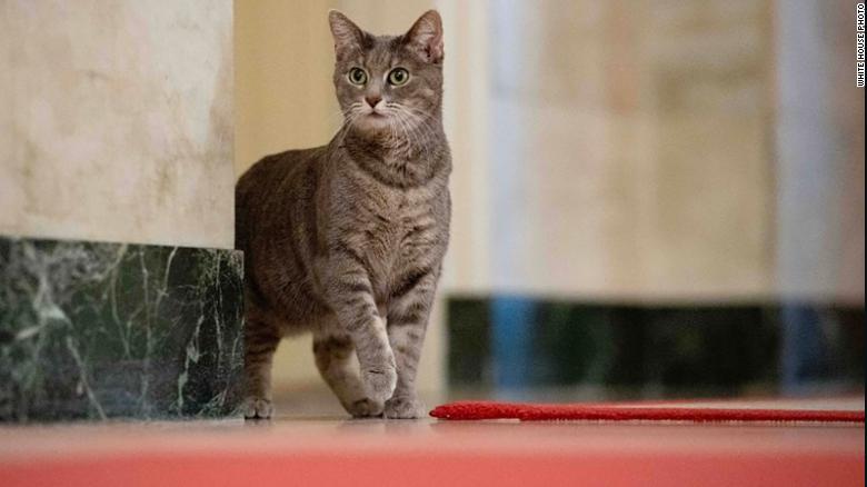 Willow New White House Cat - Photo ERIN SCOTT