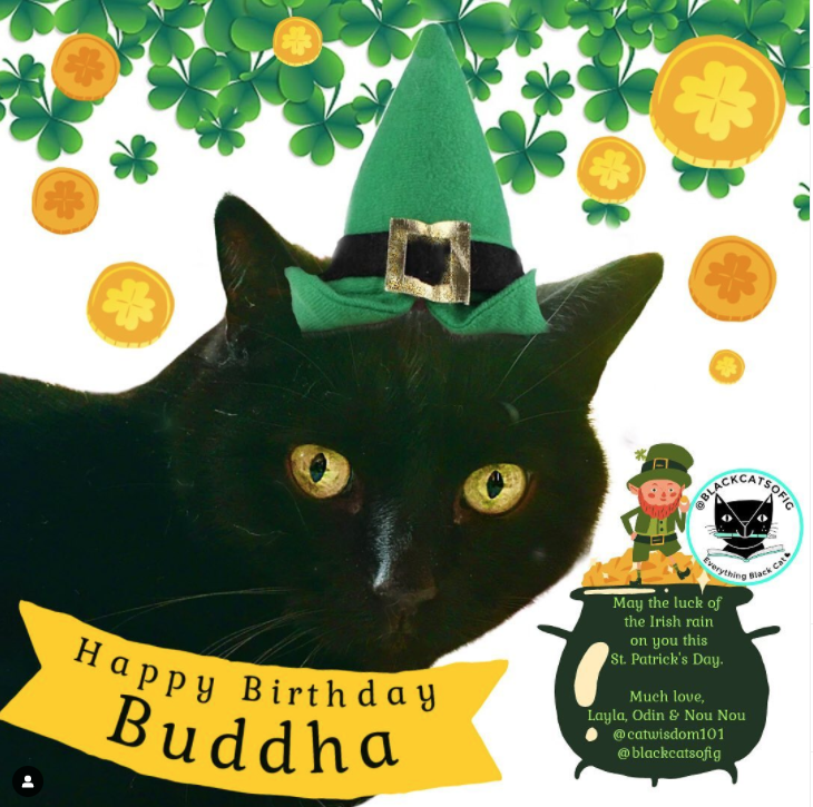Buddha  - Black Cats of IG