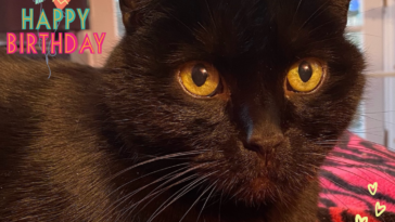 Black cat birthday