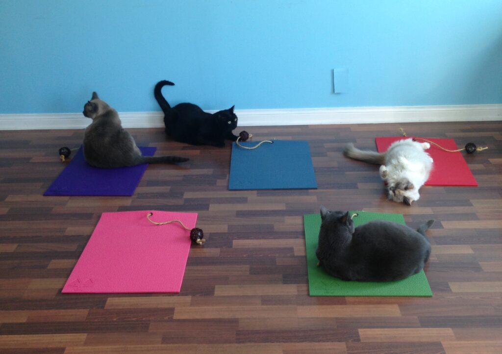 Furball Fables on Feline Yogi cat mats