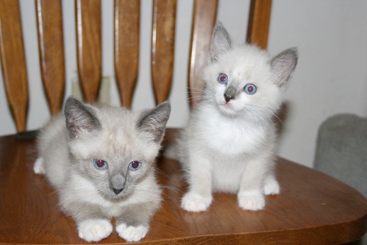 Merlin and Fairy as kittens
