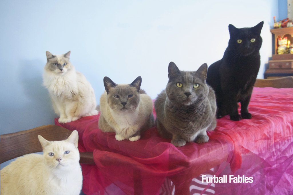 The Furball Fables Cats