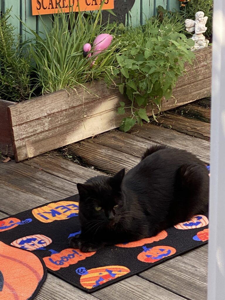 Buddha on the Catio