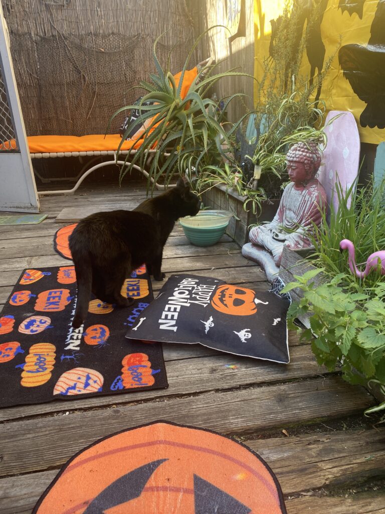 Buddha on the Halloween Catio